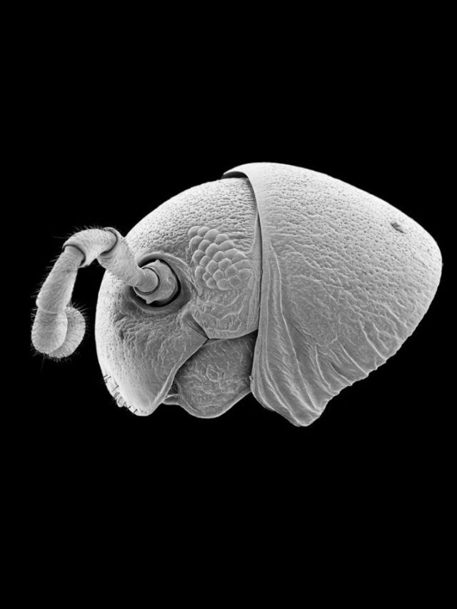 200-legged alien like mysterious creature discovered in jungles of East Africa