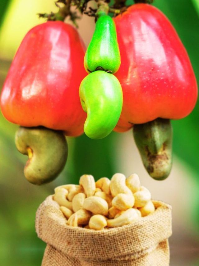 काजू कैसे बनता है, VIDEO देख रह जाएंगे हैरान, यूं ही नहीं बिकता इतना महंगा