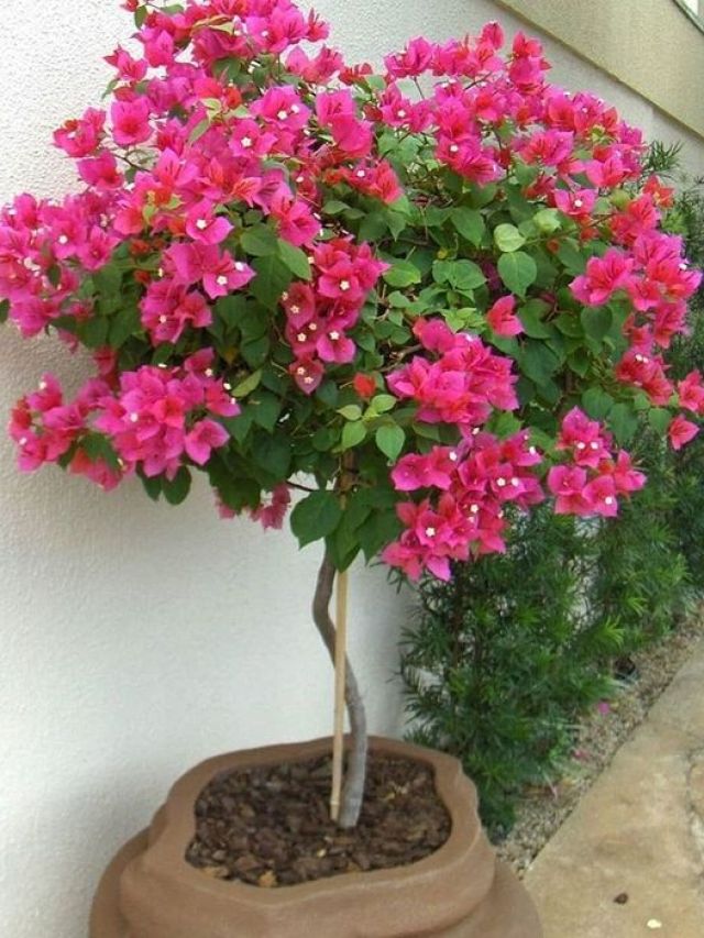 घर में लगाएं ये 5 तरह के पौधे, हर सीजन में खिलेंगे फूल