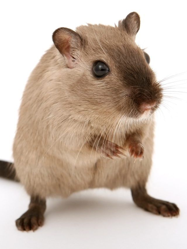 ছাড়ুন ওষুধ-খাঁচা, এই ৫ গাছ বাড়িতে থাকলে  বাপ বাপ করে পালাবে ইঁদুর