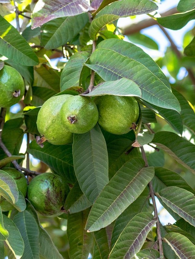 বাড়িতে আছে পেয়ারা গাছ? ভাগ্যে কী হয় জানুন