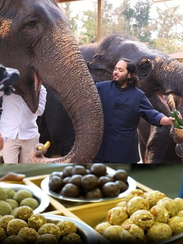 लड्डू, जूस, पॉपकॉर्न...'वनतारा' के हाथी ले रहे ऐसी डाइट, अनंत अंबानी ने खुद बताया, PHOTOS