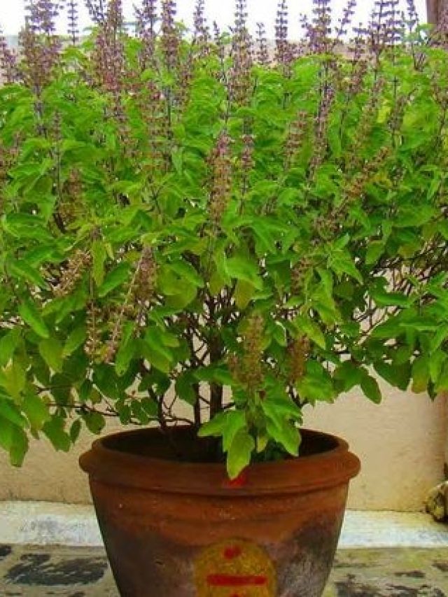 तुलसी का पौधा हर मौसम में रहेगा हरा-भरा, देखभाल के लिए नोट करें ये टिप्स