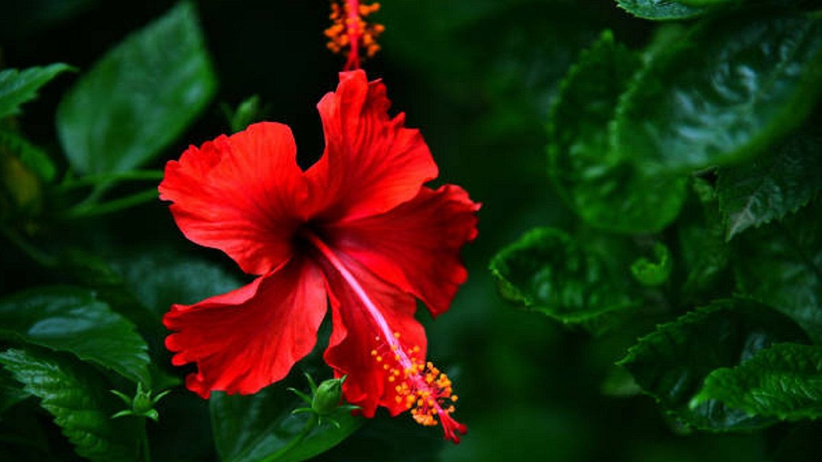 पूर्व दिशा में लगा दें ये सुंदर पौधा, घर आएगा पैसा ही पैसा Vastu tips plant gurhal hibiscus