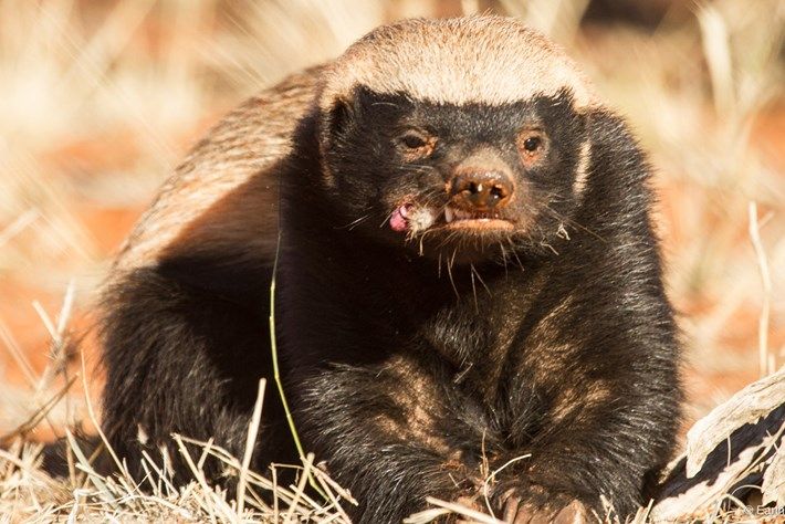 Honey Badgers Facts about World's Most Badass Animal