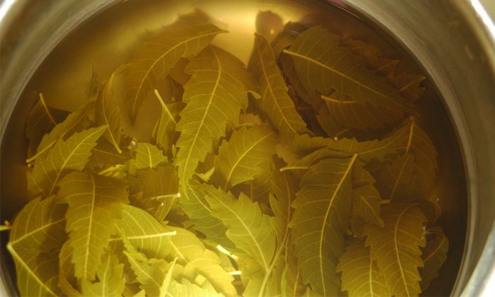 Bathing in Neem Leaf Water: Exploration of Potential Health Benefits