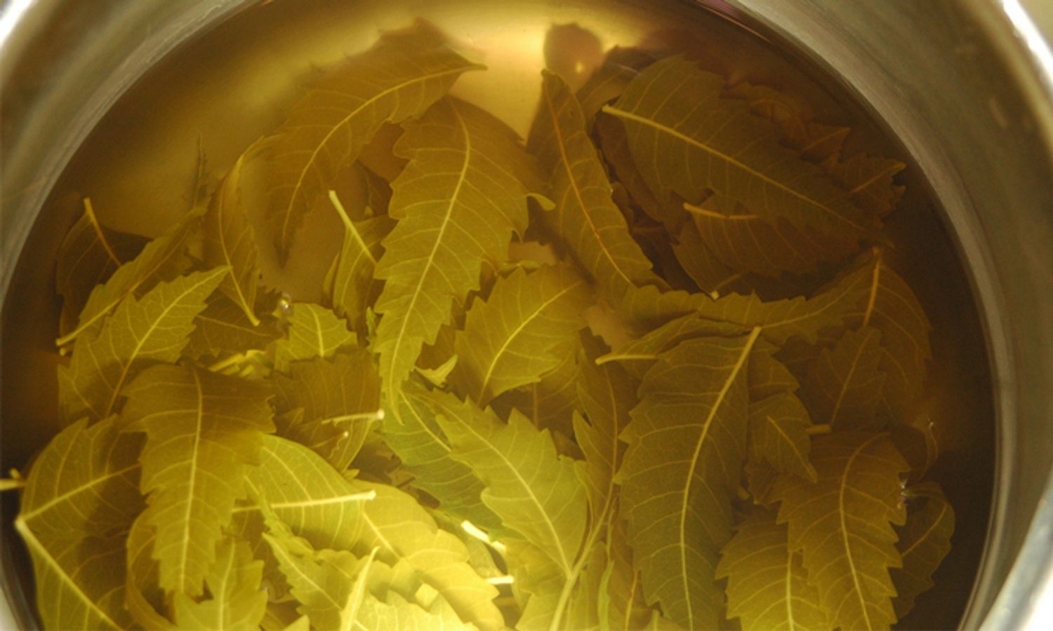 Bathing in Neem Leaf Water: Exploration of Potential Health Benefits