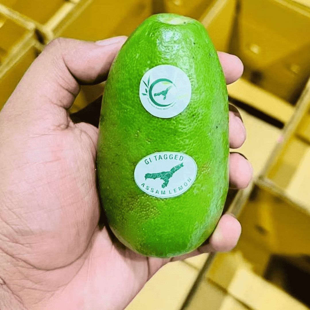 Facts About Kaji Nemu (Citrus Limon) State Fruit of Assam