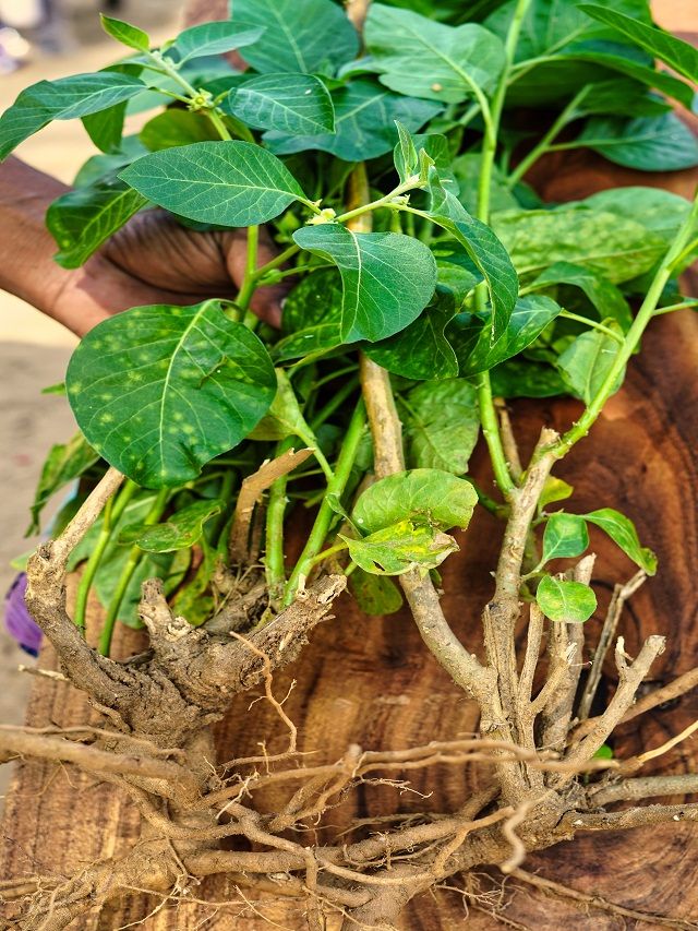 Boss xotini bilan jinsiy aloqa video