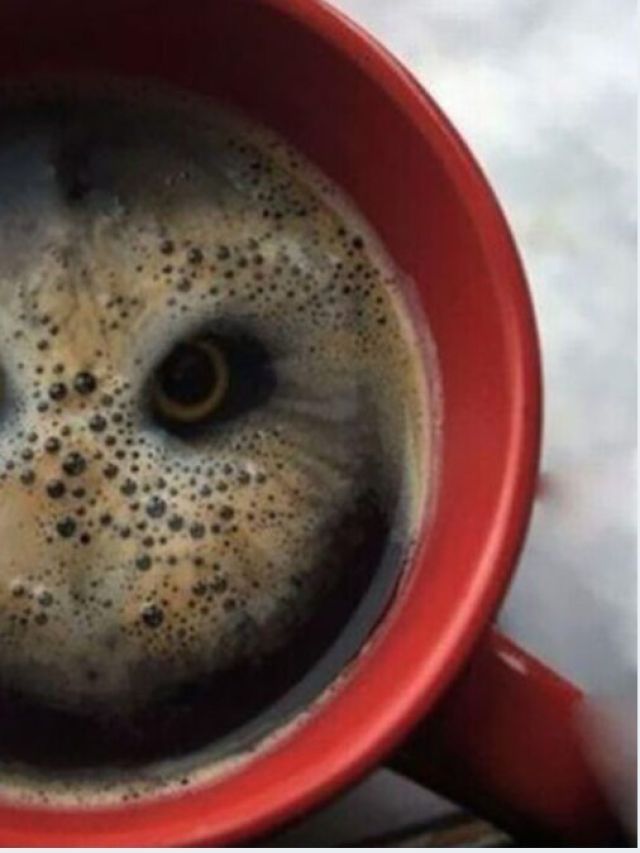 कॉफी मग या उल्लू, तस्वीर में पहले क्या दिखा? जवाब खोलेगा पर्सनैलिटी के राज