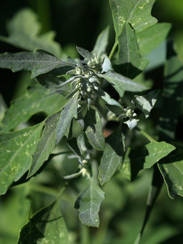 কোষ্ঠকাঠিন্য আর কষ্ট দেবে না, এই শাক খেলে পাঁই পাঁই করে ছুটে পালাবে পাইলস