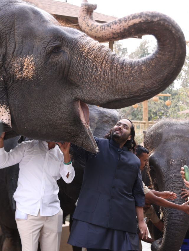 Anant Ambani's Vantara: Take a look at the diet chart of Elephants in Jamnagar