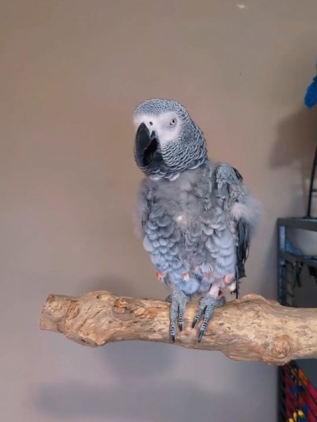 This Bird asked Google to play her favourite song but then.....Watch!