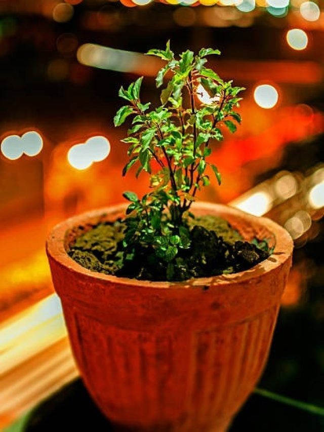 विजया एकादशी कल, तुलसी से जुड़ी न करें ये एक गलती, मां लक्ष्मी हो जाएंगी नाराज