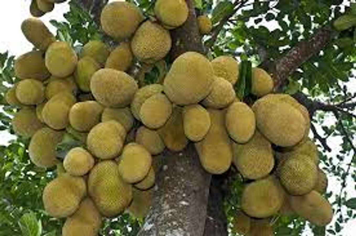 Lesbian porno eshakni yalash Tikuvchi porno