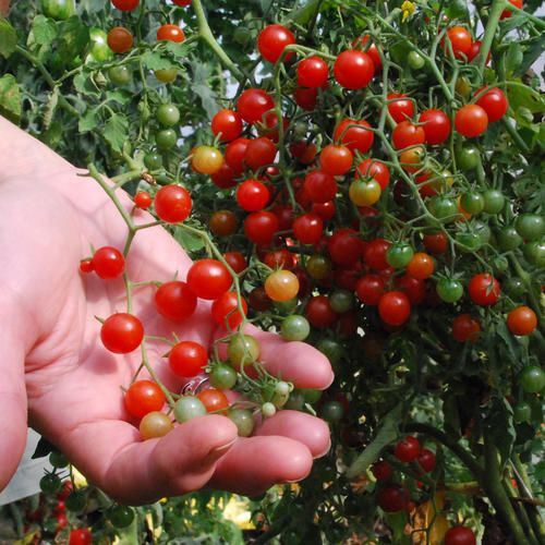 tomato cherry