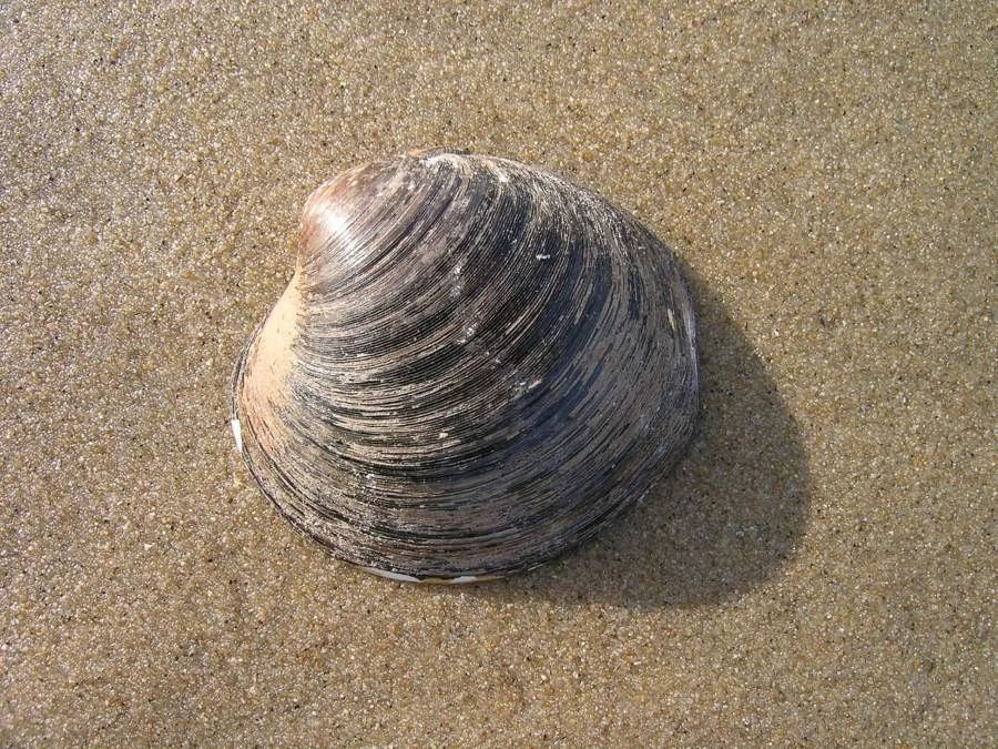 Oldest Animals on Earth
