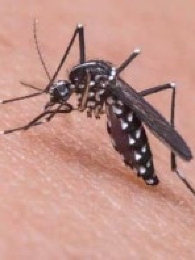 এই ফুল শুধু রাখুন, পাঁই পাঁই করে পালাবে মশা-মাছি, ঘরের ত্রিসীমানায় আর ঘেঁষবে না