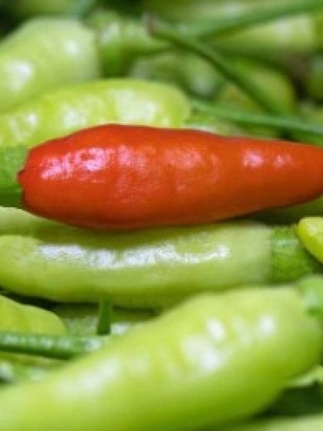 ঘরের টবেই এত এত লঙ্কা হবে, আর দোকানে কিনতে হবে না, গাছ লাগান এভাবে