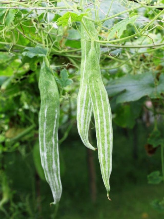 সুগারের ল্যাজে গোবরে দশা হবে, গরমে এই সবজি খান চোখ বুজে