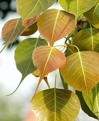 peepal tree pic 2
