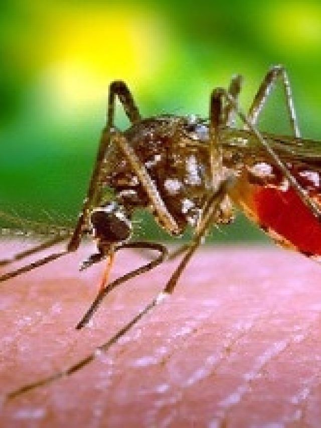 মশা-মাছি ভয়ে পাঁই পাঁই করে পালাবে, ঘরে রেখে দিন এই ফুল