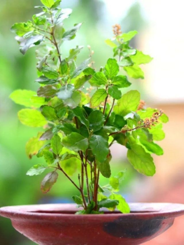 বাড়ির এই ৫ জায়গায় তুলসী গাছ রাখবেন না, সুখ জানলা দিয়ে পালাবে