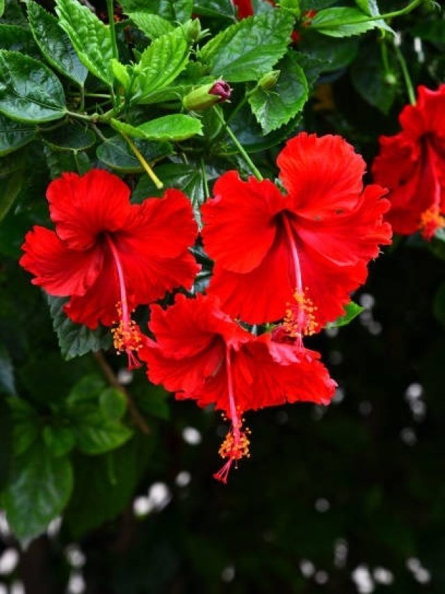 कर्ज से मुक्त कर देगा घर में रखा ये लाल फूल, हाथ में टिकने लगेगा पैसा