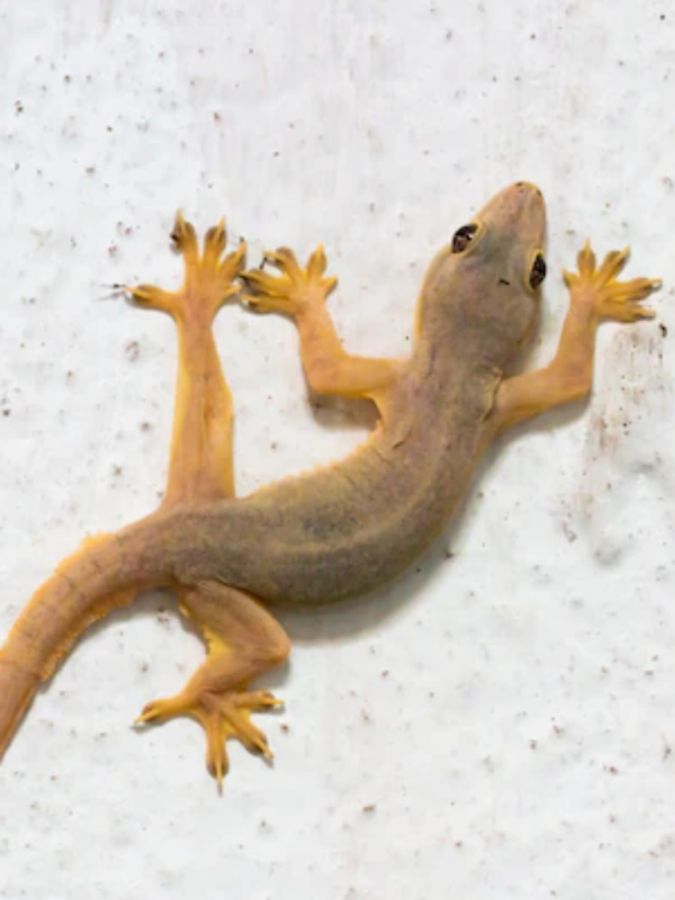 Kotib tasmali Kotib tasmali