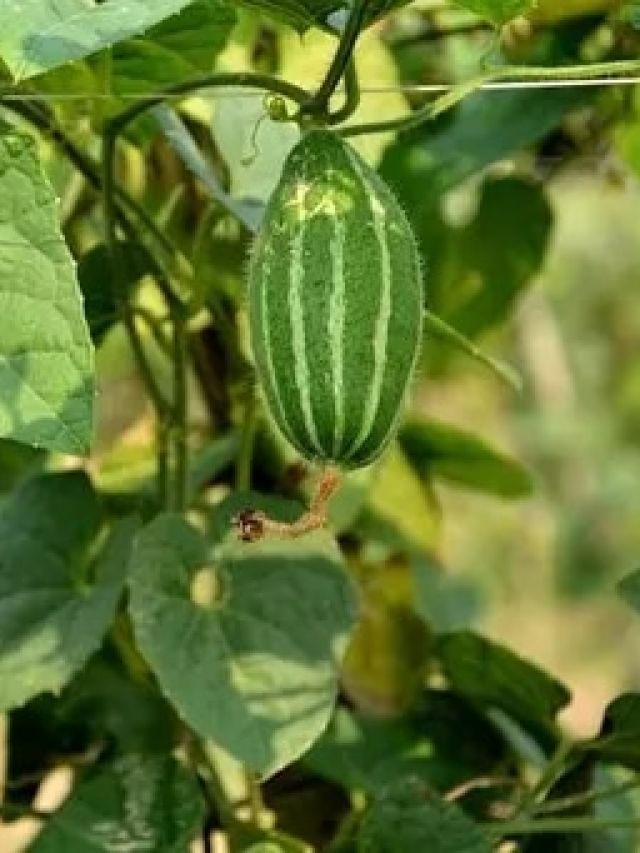 किचन गार्डन में उगाएं परवल का पौधा, ये टिप्स आएंगे काम