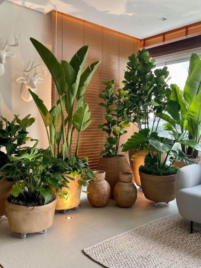 घर के तापमान को कम करते हैं ये पौधे, गर्मी से मिलेगी राहत