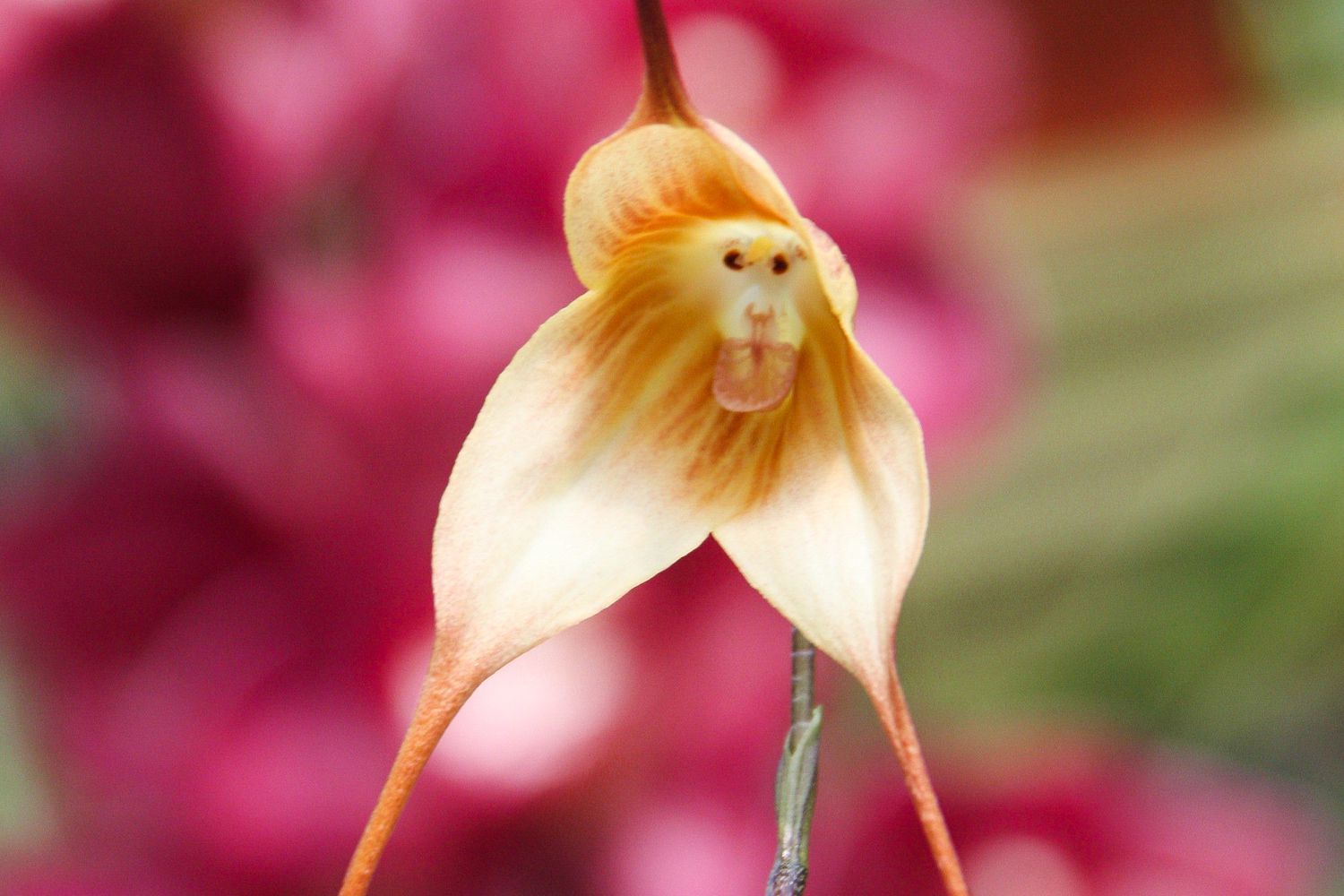 flower without petals