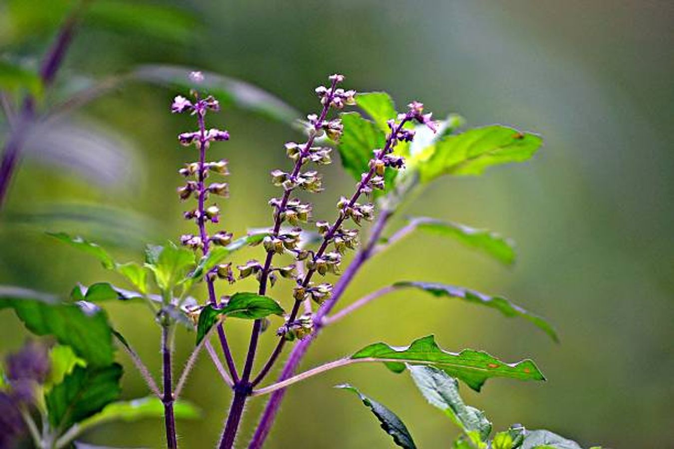 वैशाख पूर्णिमा पर कल तुलसी को अर्पित करें ये एक चीज, धन-दौलत से भर जाएगा घर - Vaishakh purnima 2024 offer this auspicious or shubh to tulsi on budh purnima pocket will