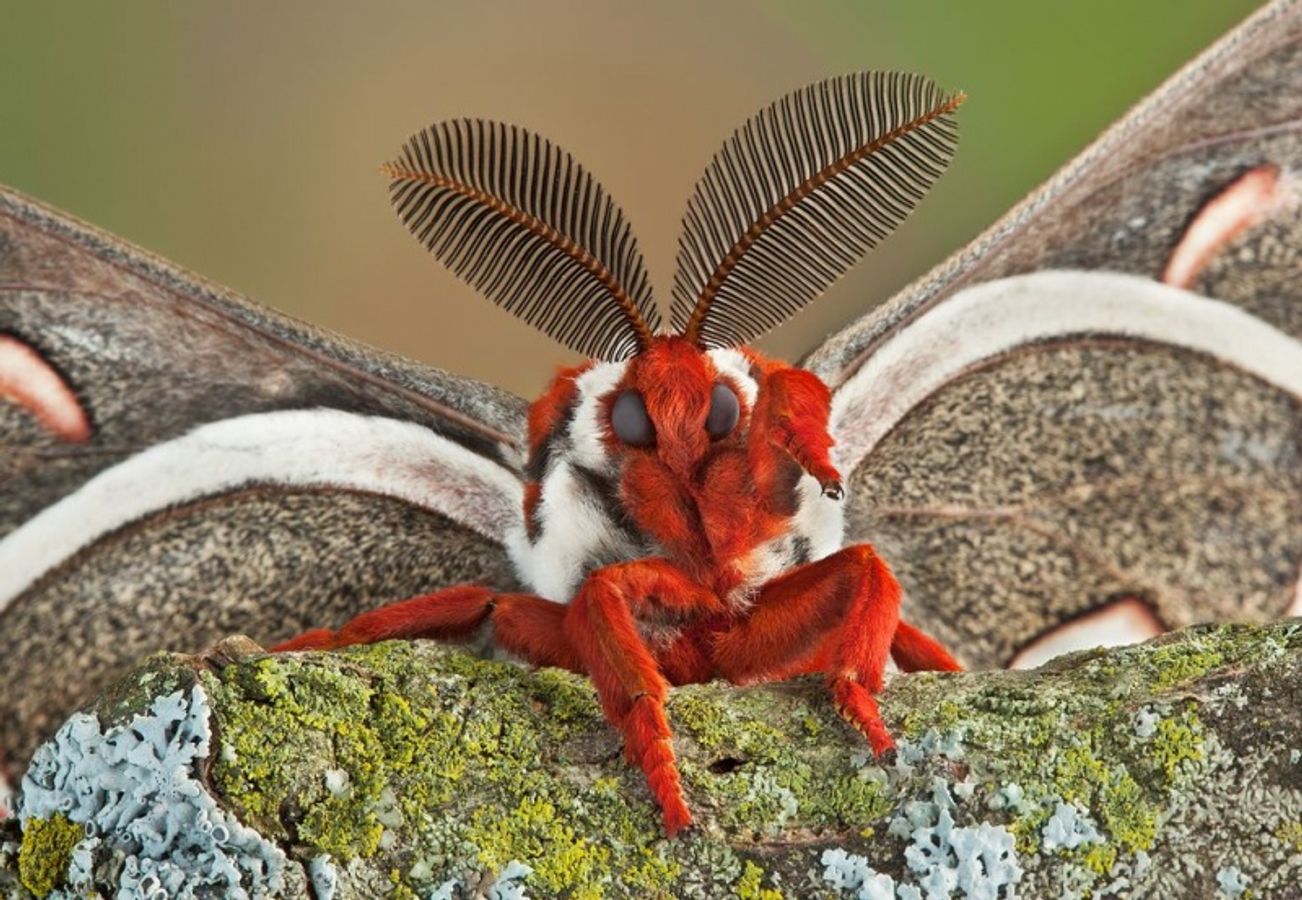 Pretty Little Things: Most beautiful insects