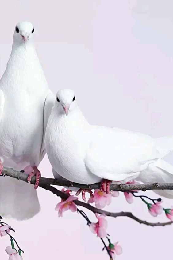 Pigeons engage in elaborate courtship displays such as bowing cooing and puffing up their chests which are seen as expressions of affection 1