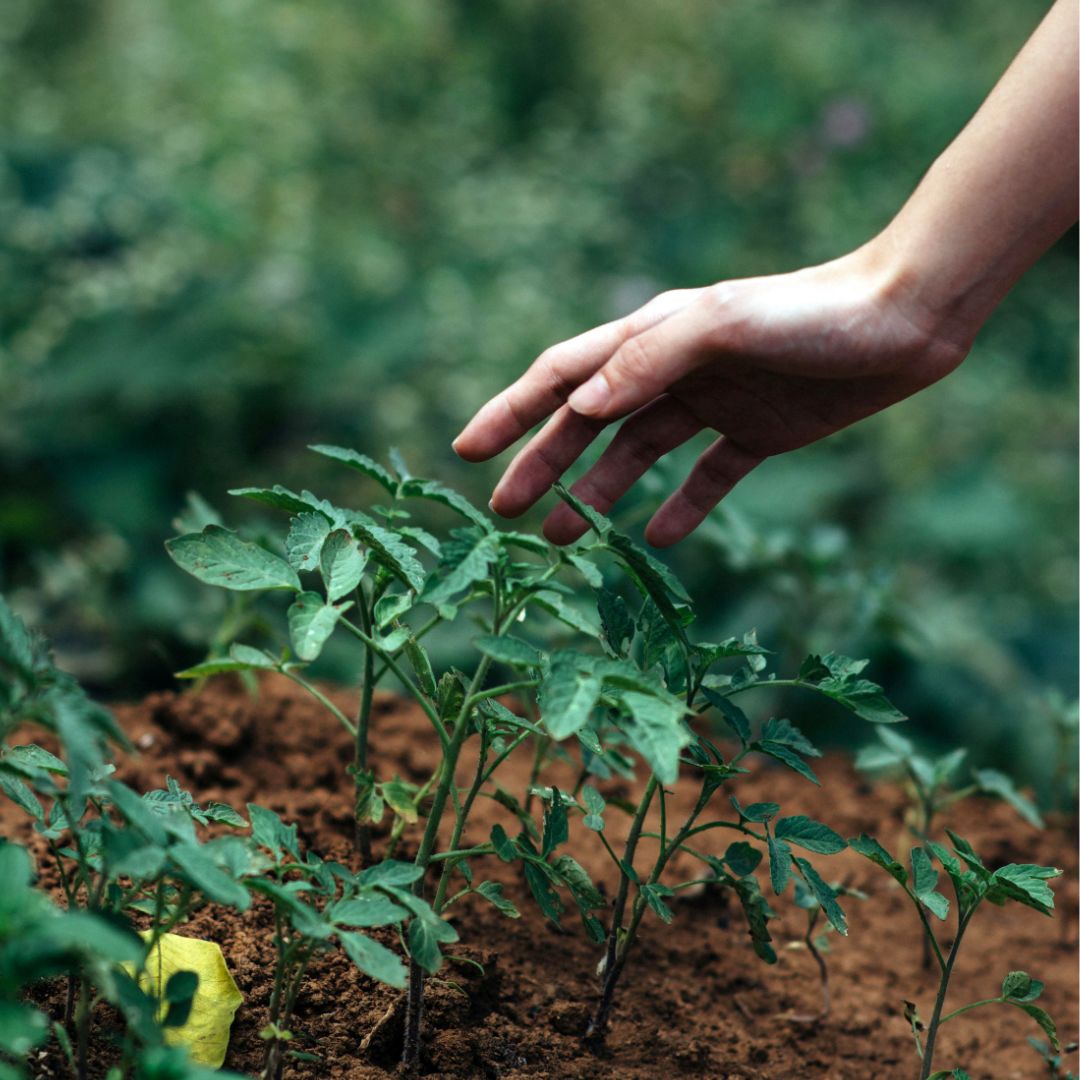 Plants 1