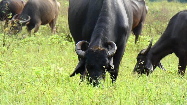 buffalo