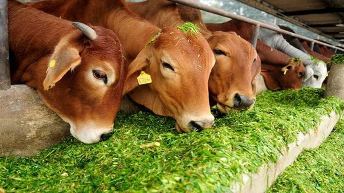 cow