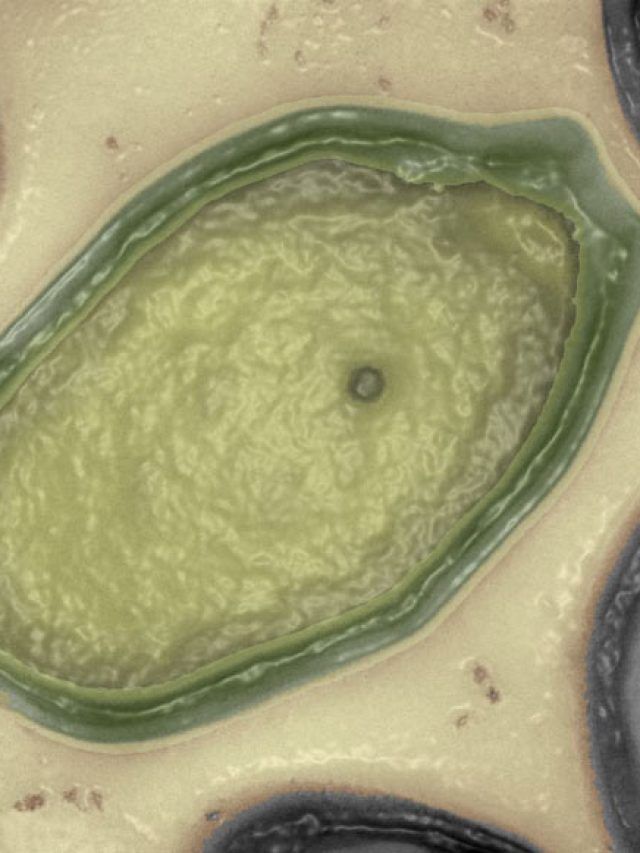 ‘Can reduce ice melting’: Giant virus discovered within Greenland ice sheet, exhibiting an unconventional mechanism