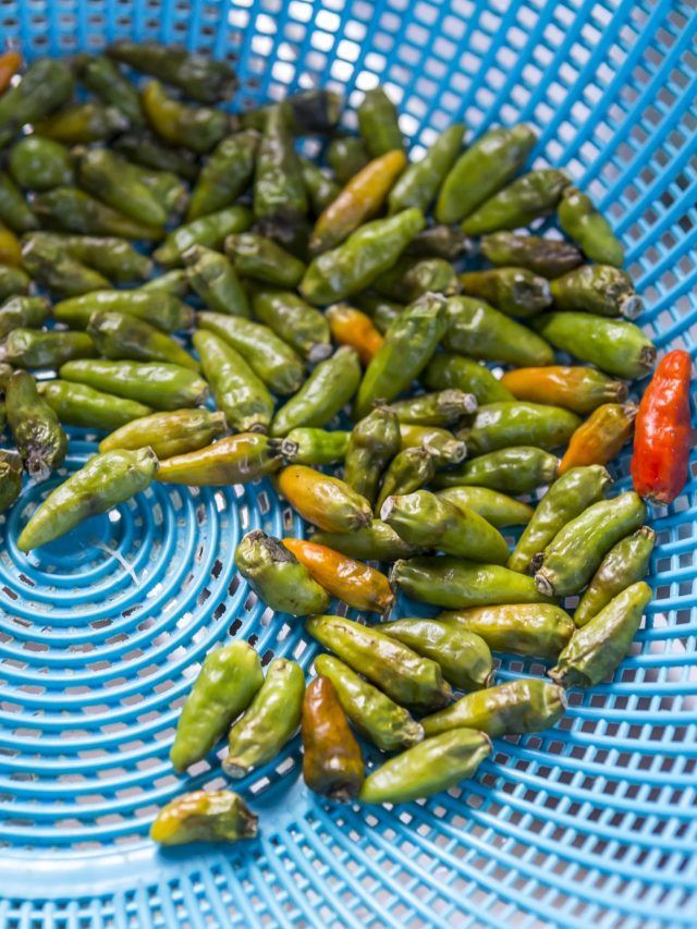 কাঁচা লঙ্কা ফ্রিজে রেখেও পচে কিংবা শুকোয়? এভাবে রাখলে একবার কিনে ১ মাস থাকবে