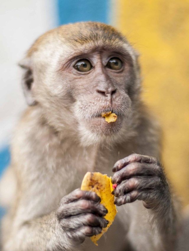 शुभ है घर आए इन 3 जीवों को खाना खिलाना, जीवन भर करोगे तरक्की