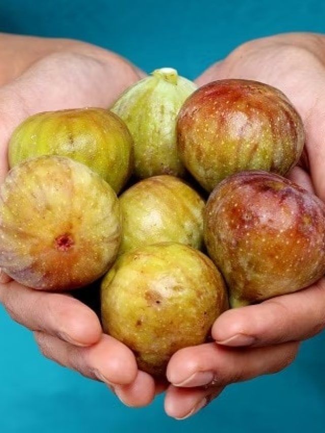 बुढ़ापे को धीमा कर देता है ये एक ड्राई फ्रूट, चेहरे पर नहीं आती हैं झुर्रियां