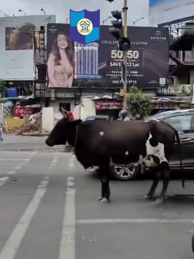 'शर्म करें कुछ लोग', ट्रैफिक में ऐसा करती दिखी गाय, पुलिस ने शेयर किया VIDEO