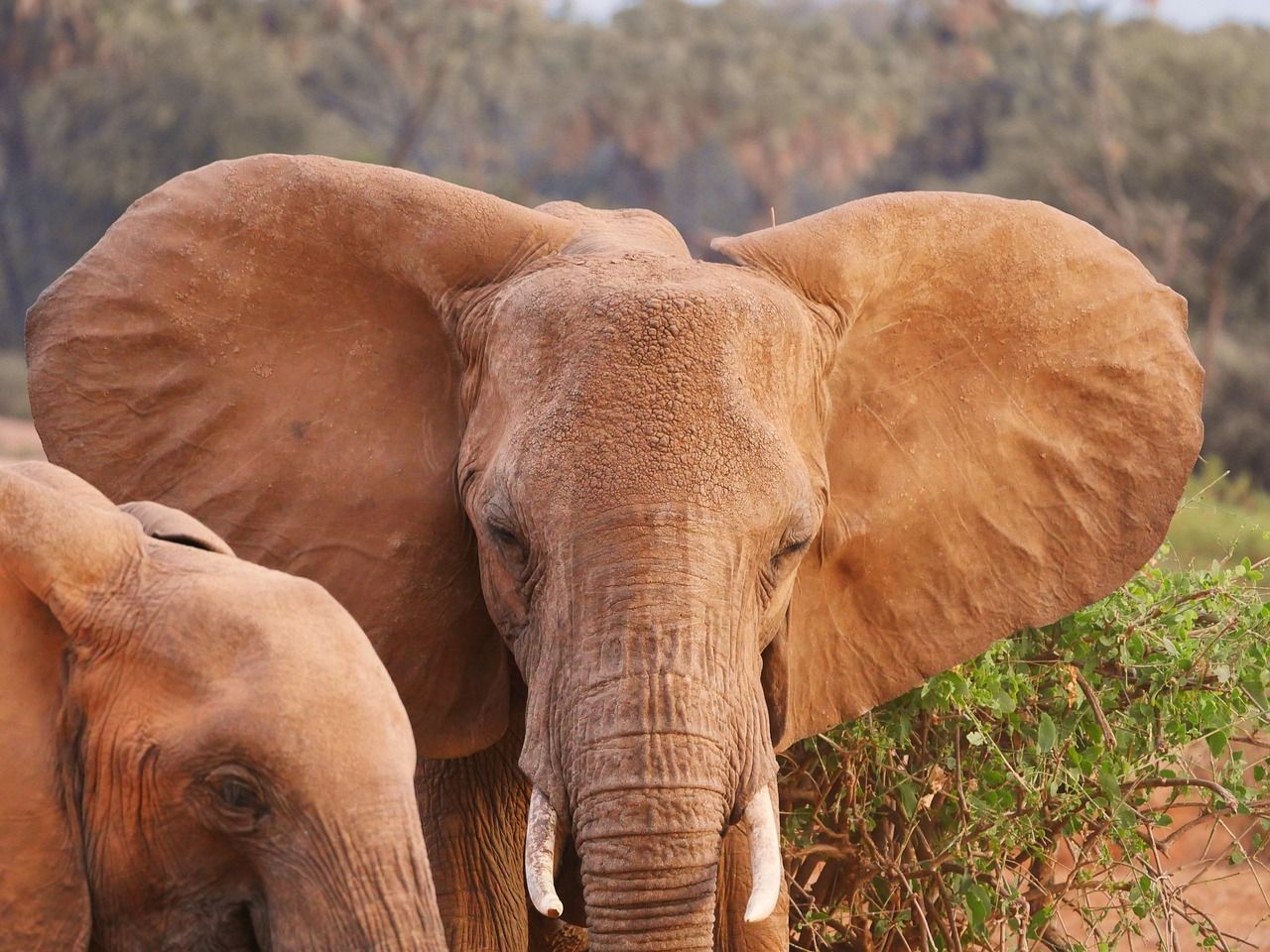elephant 2668679 1280