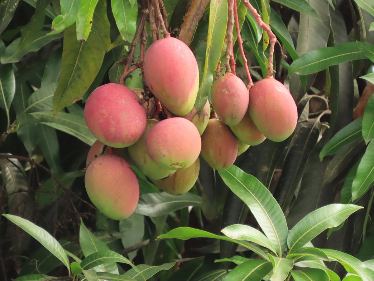 বিদেশের বাজারে মালদার আমের জয়জয়কার, ৩০০ মেট্রিক টন রফতানির লক্ষ্যমাত্রায় সাজ সাজ রব! বিদেশের বাজারে মালদার আমের জয়জয়কার, ৩০০ মেট্রিক টন রফতানির লক্ষ্যমাত্রায় সাজ সাজ রব!