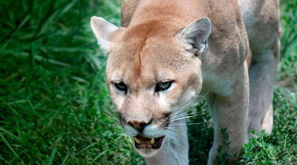 Animals That Can Survive Gunshots Fact or Fiction?