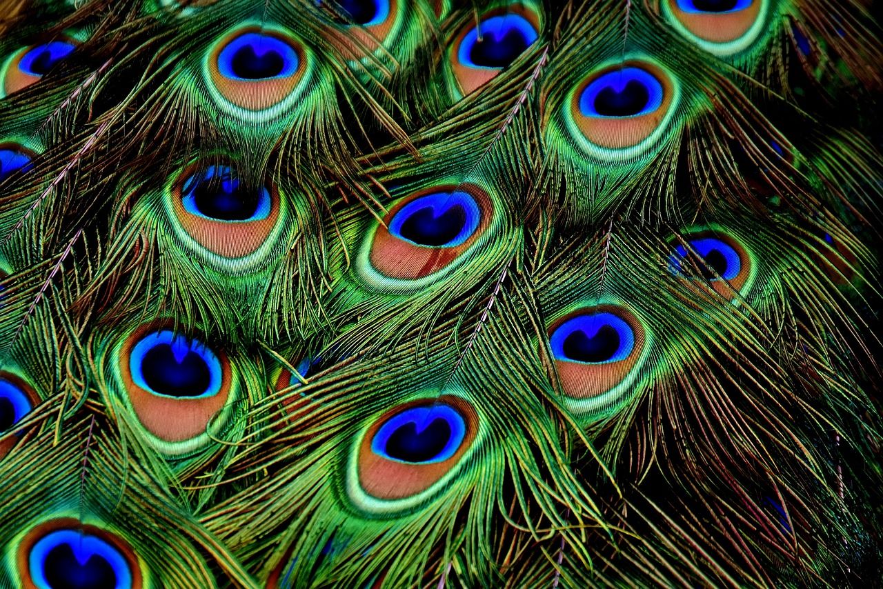 peacock feathers 3013486 1280 1