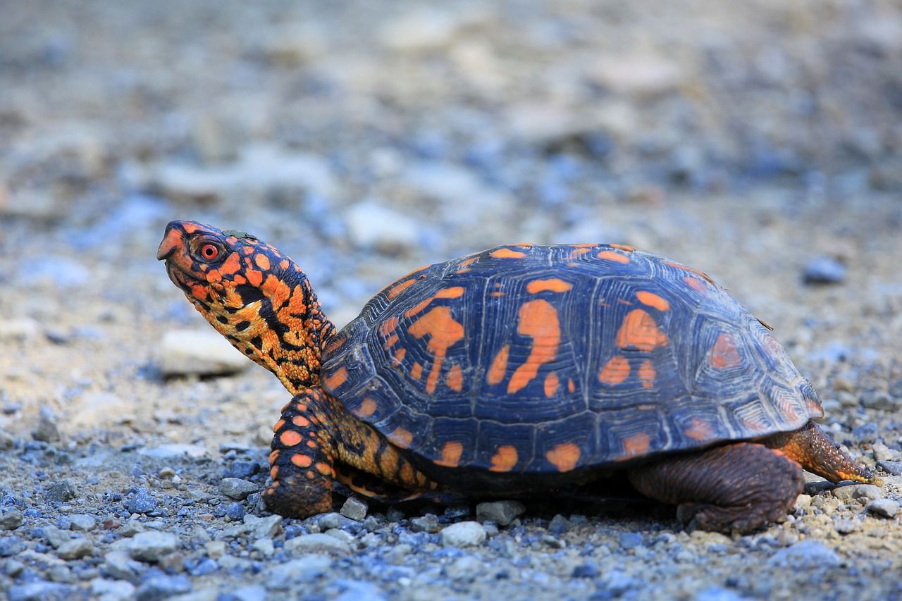 turtle 7719904 1280