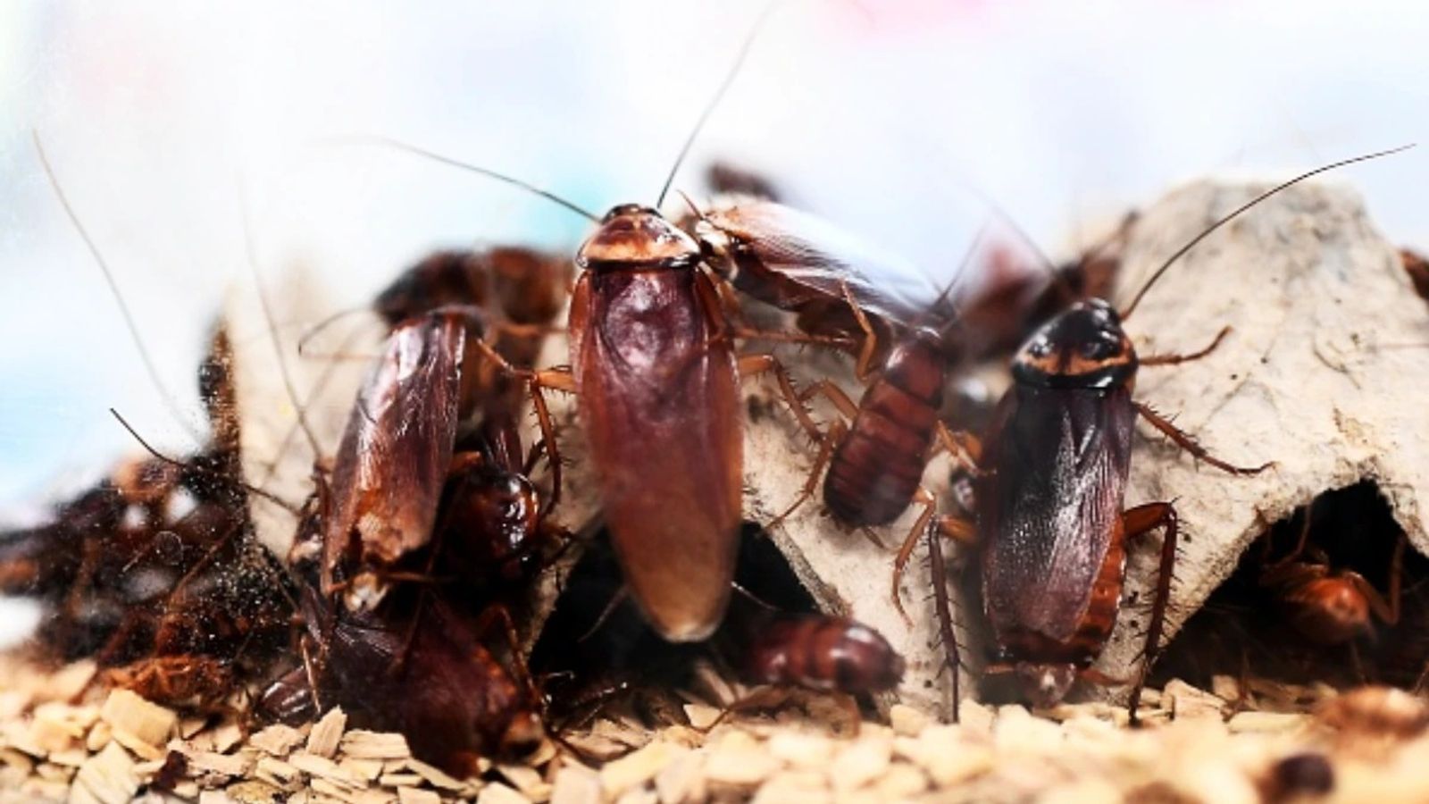 Misrda tatilda bolgan keksa juftliklar pornosi Royxatga olish holda katta ayollar va katta eshaklar bilan porno jinsiy aloqa