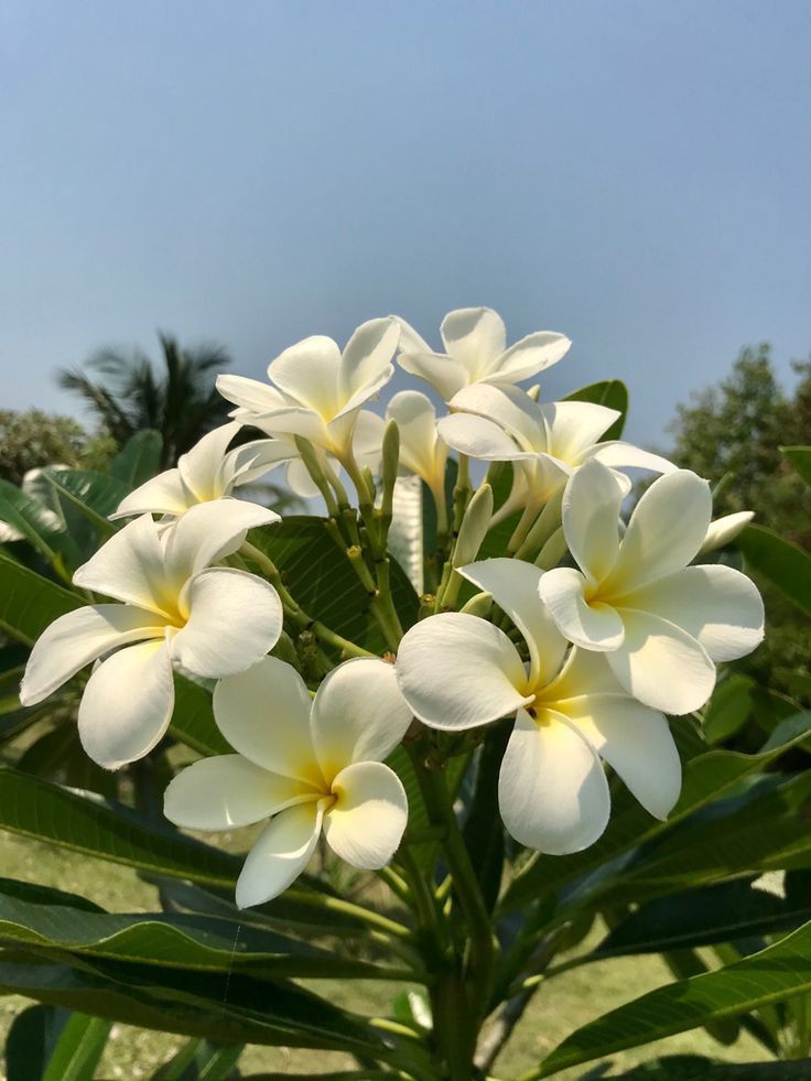 सावन के महीने में गमले में ऐसे उगाएं चंपा, बहुत आसान है पूरा प्रोसेस - How  to grow champa plumeria plant in pot at home in rainy season step by step  process